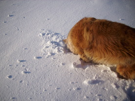 2010-02-01/DSCI5665.JPG