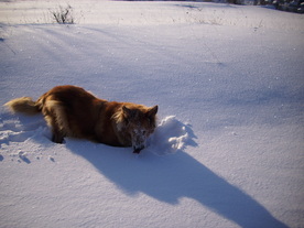 2010-02-01/DSCI5671.JPG