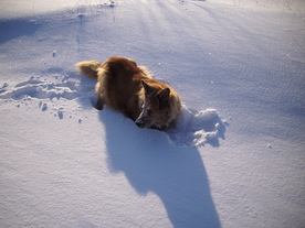 2010-02-01/DSCI5673.JPG