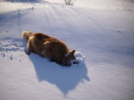 2010-02-01/DSCI5674.JPG