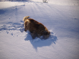 2010-02-01/DSCI5675.JPG
