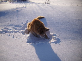 2010-02-01/DSCI5676.JPG