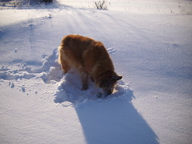 2010-02-01/DSCI5677.JPG