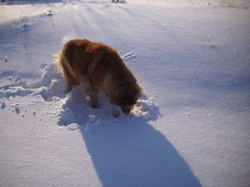 2010-02-01/DSCI5678.JPG