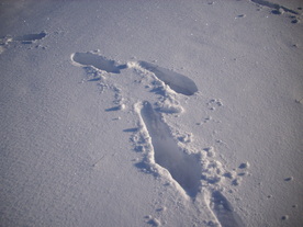 2010-02-01/DSCI5682.JPG