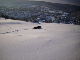2010-02-01/DSCI5684.JPG
