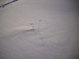 2010-02-01/DSCI5690.JPG