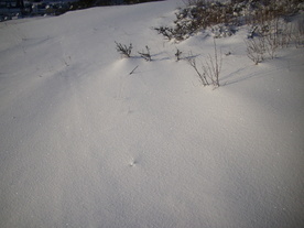 2010-02-01/DSCI5691.JPG