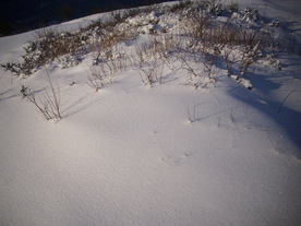 2010-02-01/DSCI5692.JPG