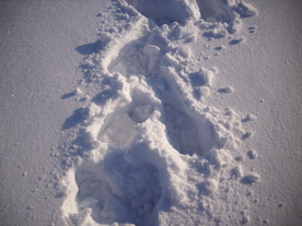 2010-02-01/DSCI5693.JPG