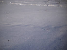 2010-02-01/DSCI5694.JPG