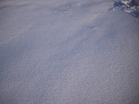 2010-02-01/DSCI5696.JPG