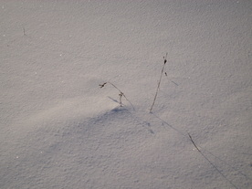 2010-02-01/DSCI5706.JPG