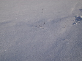 2010-02-01/DSCI5707.JPG