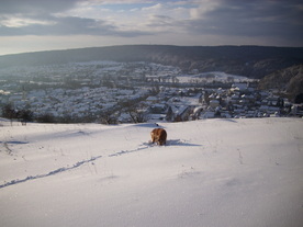 2010-02-01/DSCI5711.JPG