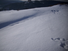 2010-02-01/DSCI5722.JPG