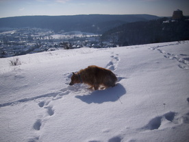 2010-02-01/DSCI5726.JPG