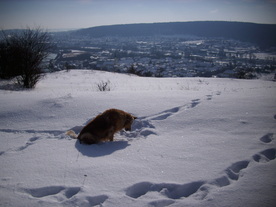 2010-02-01/DSCI5728.JPG