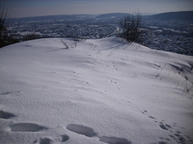 2010-02-01/DSCI5742.JPG