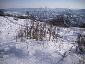 2010-02-01/DSCI5745.JPG
