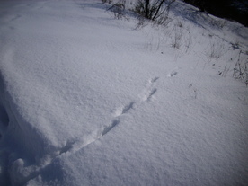 2010-02-01/DSCI5748.JPG