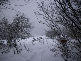 2010-02-15/DSCI5756.JPG