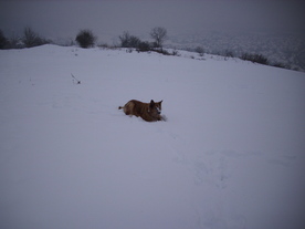 2010-02-15/DSCI5770.JPG