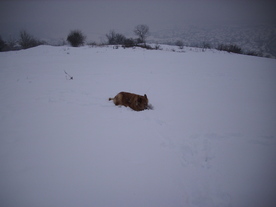 2010-02-15/DSCI5772.JPG