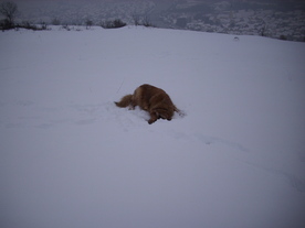 2010-02-15/DSCI5780.JPG