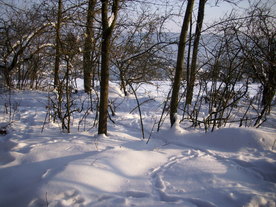 2010-02-15/DSCI5810.JPG