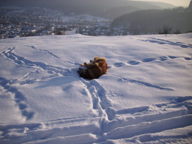 2010-02-15/DSCI5818.JPG