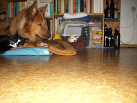 2010-03-21/DSCI5838.JPG