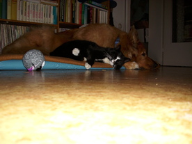 2010-03-21/DSCI5854.JPG