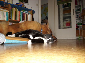 2010-03-21/DSCI5858.JPG