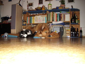 2010-03-21/DSCI5863.JPG