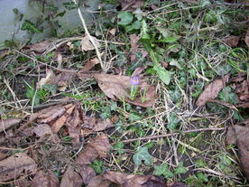 2010-03-21/DSCI5864.JPG