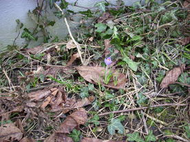 2010-03-21/DSCI5865.JPG
