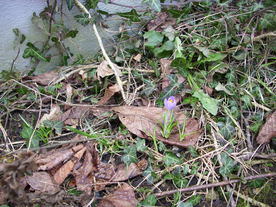 2010-03-21/DSCI5866.JPG