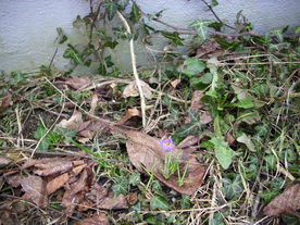 2010-03-21/DSCI5867.JPG