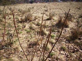 2010-03-21/DSCI5873.JPG