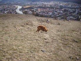 2010-03-21/DSCI5895.JPG