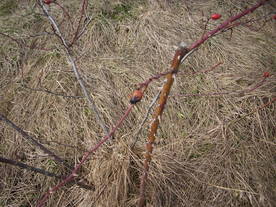 2010-03-21/DSCI5899.JPG