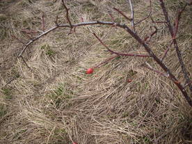 2010-03-21/DSCI5901.JPG