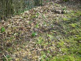 2010-03-21/DSCI5927.JPG