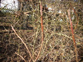 2010-03-24/DSCI5944.JPG