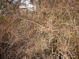 2010-03-24/DSCI5947.JPG