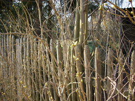 2010-03-24/DSCI5948.JPG