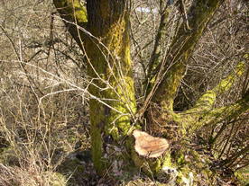 2010-03-24/DSCI5964.JPG