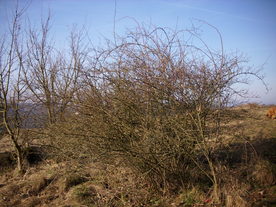2010-03-24/DSCI5986.JPG