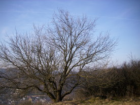 2010-03-24/DSCI5996.JPG